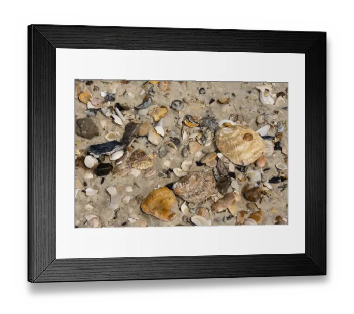 Framed Print : Pacific Oysters -Crassostrea pacifica-, shells, Sylt, Schleswig-Holstein, Germany Framed Print : Pacific Oysters -Crassostrea pacifica-, shells, Sylt, Schleswig-Holstein, Germany