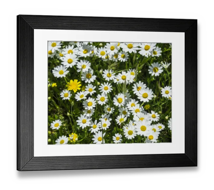 Framed Print : Flower meadow with marguerites, Andalucia, Spain Framed Print : Flower meadow with marguerites, Andalucia, Spain