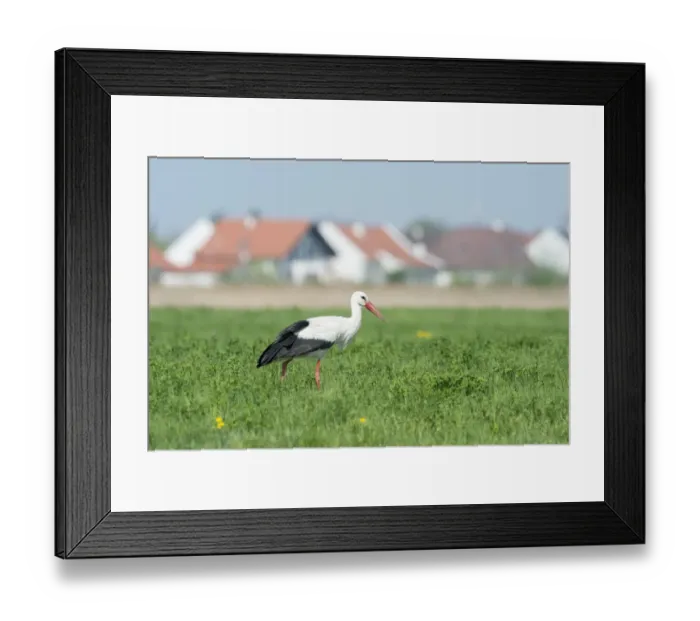 Framed Print : White Stork -Ciconia ciconia-, settlement at the back, Seewinkel, Burgenland, Austria Framed Print : White Stork -Ciconia ciconia-, settlement at the back, Seewinkel, Burgenland, Austria