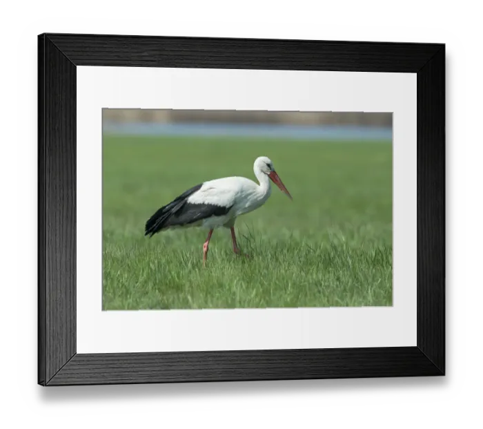 Framed Print : White Stork -Ciconia ciconia-, Burgenland, Austria Framed Print : White Stork -Ciconia ciconia-, Burgenland, Austria