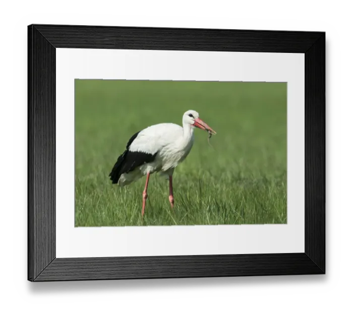 Framed Print : White Stork -Ciconia ciconia- feeding on prey, Burgenland, Austria Framed Print : White Stork -Ciconia ciconia- feeding on prey, Burgenland, Austria
