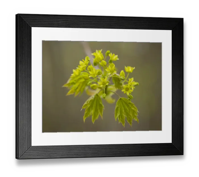 Framed Print : Norway Maple -Acer platanoides-, flowering, Thuringia, Germany Framed Print : Norway Maple -Acer platanoides-, flowering, Thuringia, Germany