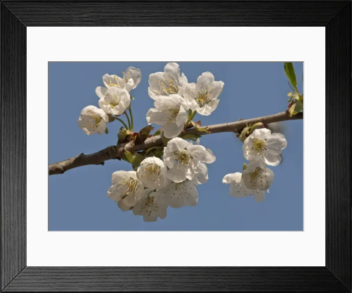 Framed Print : Flowering Cherry -Prunus avium-, peduncle, Untergroningen, Abtsgmuend, Baden-Wurttemberg, Germany Framed Print : Flowering Cherry -Prunus avium-, peduncle, Untergroningen, Abtsgmuend, Baden-Wurttemberg, Germany