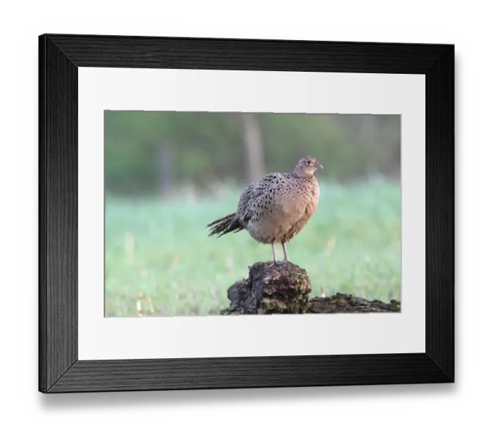 Framed Print : Pheasant -Phasianus colchicus-, hen standing on a tree stump, Lower Austria, Austria Framed Print : Pheasant -Phasianus colchicus-, hen standing on a tree stump, Lower Austria, Austria