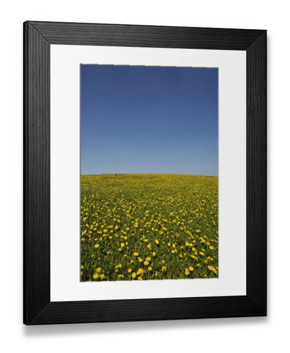Framed Print : Flowering dandelion meadow -Taraxacum- against a blue sky, Weiher, Middle Franconia, Bavaria, Germany