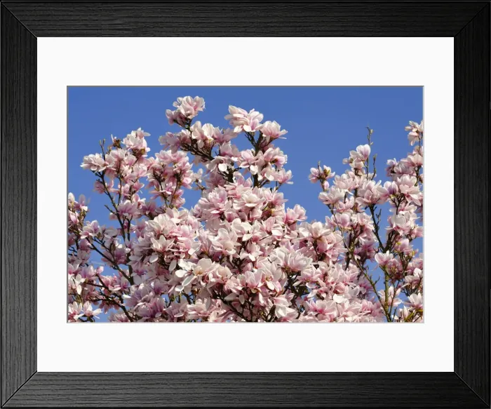 Framed Print : Blooming Magnolia -Magnolia- against a blue sky, Eckental, Middle Franconia, Bavaria, Germany Framed Print : Blooming Magnolia -Magnolia- against a blue sky, Eckental, Middle Franconia, Bavaria, Germany