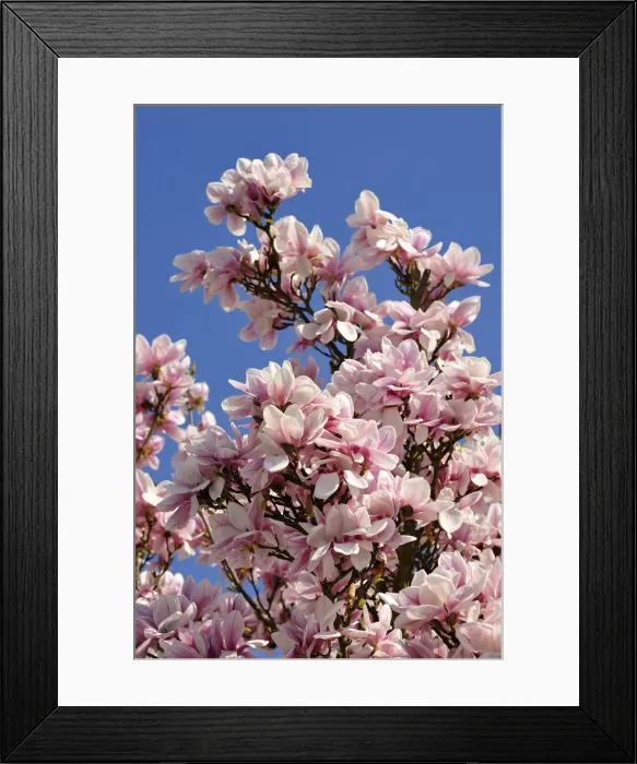 Framed Print : Blooming Magnolia -Magnolia- against a blue sky, Eckental, Middle Franconia, Bavaria, Germany Framed Print : Blooming Magnolia -Magnolia- against a blue sky, Eckental, Middle Franconia, Bavaria, Germany