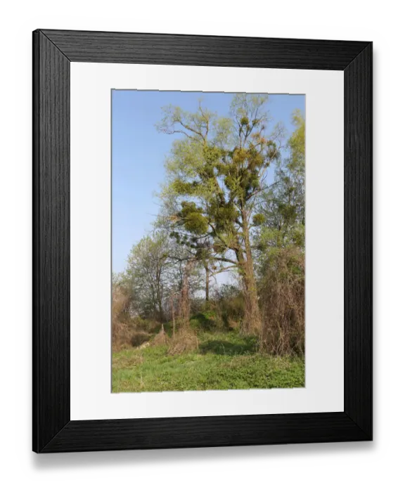 Framed Print : Mistletoe -Viscum album- growing on a goat willow, pussy willow or great sallow tree -Salix caprea-, Lower Austria, Austria Framed Print : Mistletoe -Viscum album- growing on a goat willow, pussy willow or great sallow tree -Salix caprea-, Lower Austria, Austria