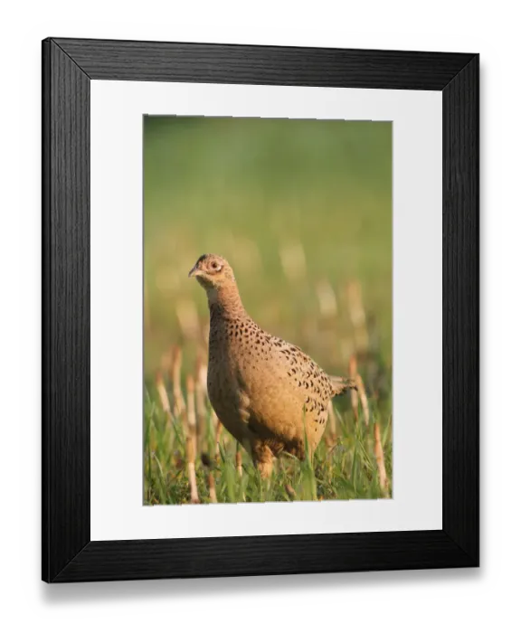 Framed Print : Pheasant -Phasianus colchicus-, hen, Lower Austria, Austria Framed Print : Pheasant -Phasianus colchicus-, hen, Lower Austria, Austria