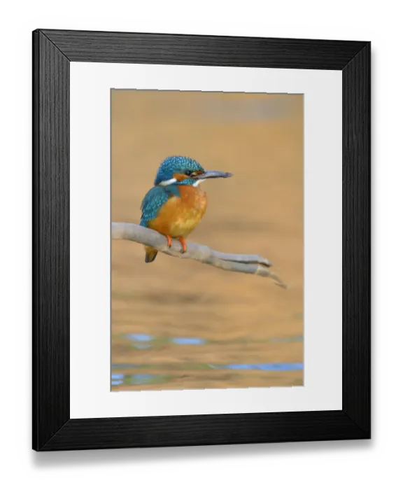 Framed Print : Kingfisher -Alcedo atthis- male perched, Swabian Alb biosphere reserve, Baden-Wurttemberg, Germany Framed Print : Kingfisher -Alcedo atthis- male perched, Swabian Alb biosphere reserve, Baden-Wurttemberg, Germany