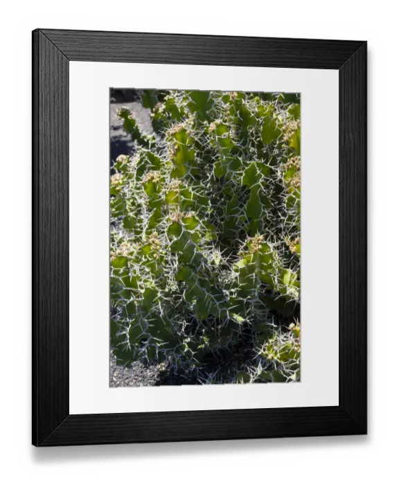 Framed Print : Euphorbia grandicornis, spurge species, native to East Africa Framed Print : Euphorbia grandicornis, spurge species, native to East Africa