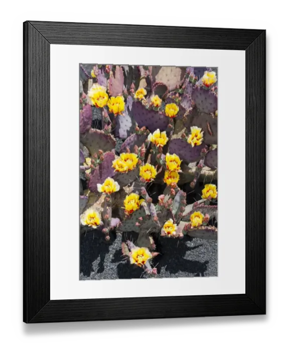 Framed Print : Purple Prickly-pear -Opuntia macrocentra-, native to Mexico