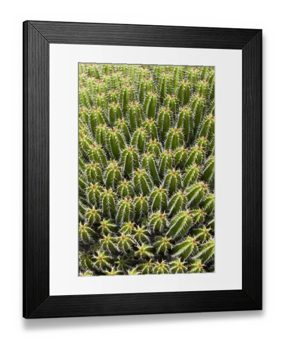 Framed Print : Euphorbia echinus, spurge species, native to Morocco Framed Print : Euphorbia echinus, spurge species, native to Morocco