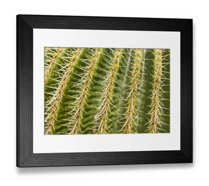 Framed Print : Giant Barrel Cactus -Echinocactus platyacanthus-, native to Mexico