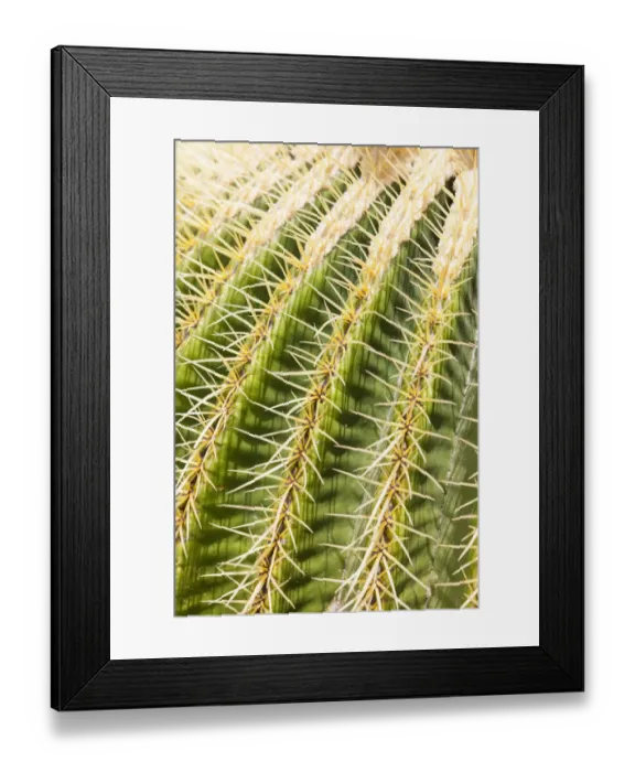 Framed Print : Giant Barrel Cactus -Echinocactus platyacanthus-, native to Mexico Framed Print : Giant Barrel Cactus -Echinocactus platyacanthus-, native to Mexico