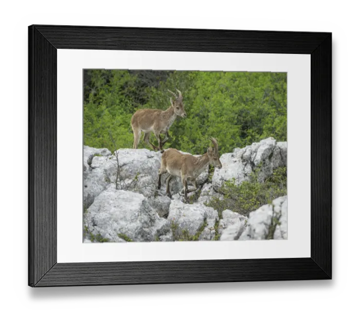 Framed Print : Spanish Ibexes -Capra pyrenaica hispanica-, Antequera, Andalusia, Spain Framed Print : Spanish Ibexes -Capra pyrenaica hispanica-, Antequera, Andalusia, Spain