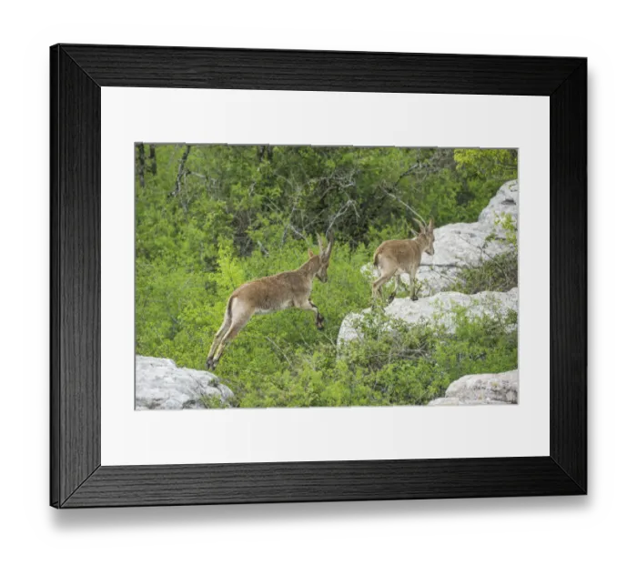 Framed Print : Spanish Ibexes -Capra pyrenaica hispanica-, Antequera, Andalusia, Spain Framed Print : Spanish Ibexes -Capra pyrenaica hispanica-, Antequera, Andalusia, Spain