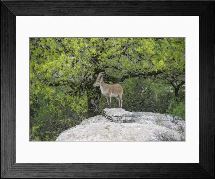 Framed Print : Spanish Ibex -Capra pyrenaica hispanica-, Antequera, Andalusia, Spain Framed Print : Spanish Ibex -Capra pyrenaica hispanica-, Antequera, Andalusia, Spain