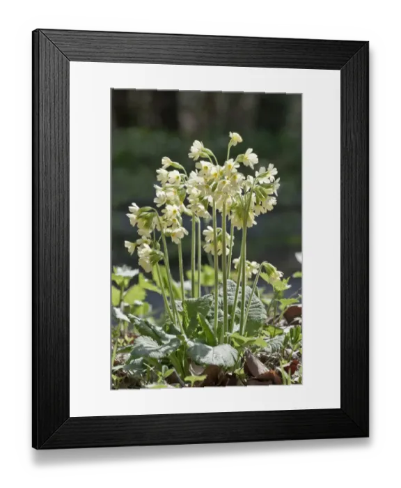 Framed Print : Blooming Oxlip -Primula elatior-, Untergroningen, Abtsgmuend, Baden-Wurttemberg, Germany