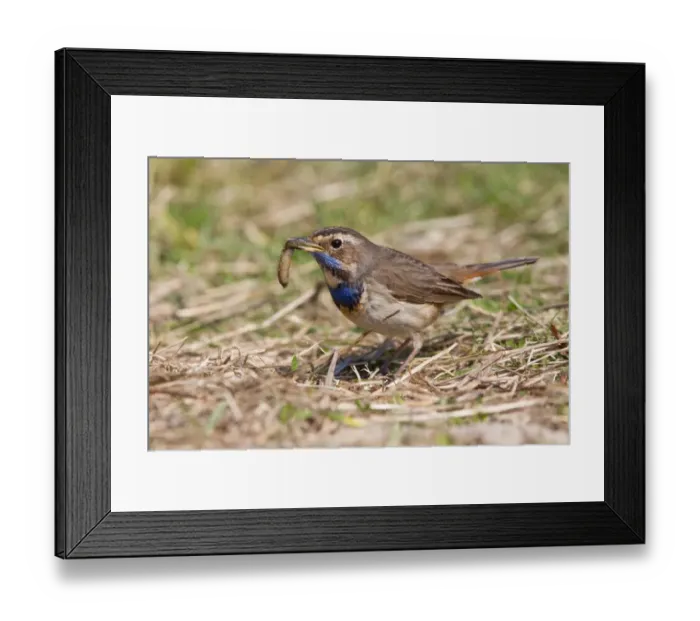 Framed Print : Bluethroat -Luscinia svecica- with a worm, Texel, West Frisian Islands, province of North Holland, The Netherlands Framed Print : Bluethroat -Luscinia svecica- with a worm, Texel, West Frisian Islands, province of North Holland, The Netherlands
