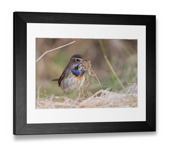 Framed Print : Bluethroat -Luscinia svecica- with nesting material, Texel, West Frisian Islands, province of North Holland, The Netherlands Framed Print : Bluethroat -Luscinia svecica- with nesting material, Texel, West Frisian Islands, province of North Holland, The Netherlands