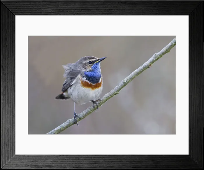 Framed Print : Bluethroat -Luscinia svecica- perched on a branch, Texel, West Frisian Islands, province of North Holland, The Netherlands Framed Print : Bluethroat -Luscinia svecica- perched on a branch, Texel, West Frisian Islands, province of North Holland, The Netherlands
