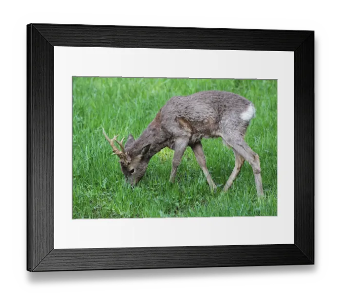 Framed Print : Roe Deer -Capreolus capreolus-, buck moulting from a winter to a summer coat, Lower Austria, Austria Framed Print : Roe Deer -Capreolus capreolus-, buck moulting from a winter to a summer coat, Lower Austria, Austria