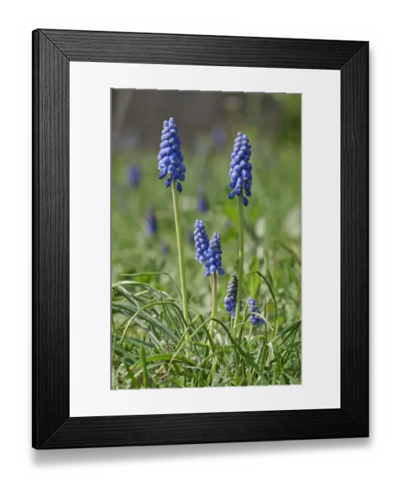 Framed Print : Flowering Grape Hyacinths -Muscari botryoides-, Untergroningen, Abtsgmuend, Baden-Wurttemberg, Germany Framed Print : Flowering Grape Hyacinths -Muscari botryoides-, Untergroningen, Abtsgmuend, Baden-Wurttemberg, Germany