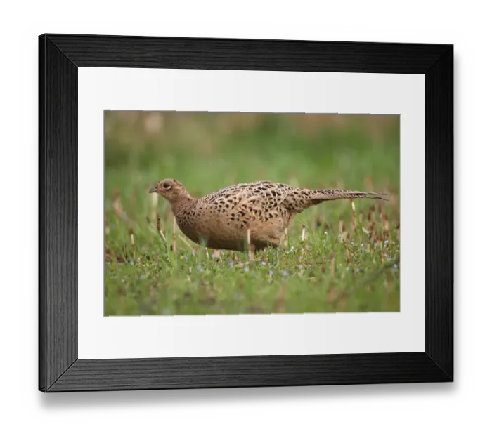 Framed Print : Pheasant -Phasianus colchicus-, hen, Lower Austria, Austria Framed Print : Pheasant -Phasianus colchicus-, hen, Lower Austria, Austria