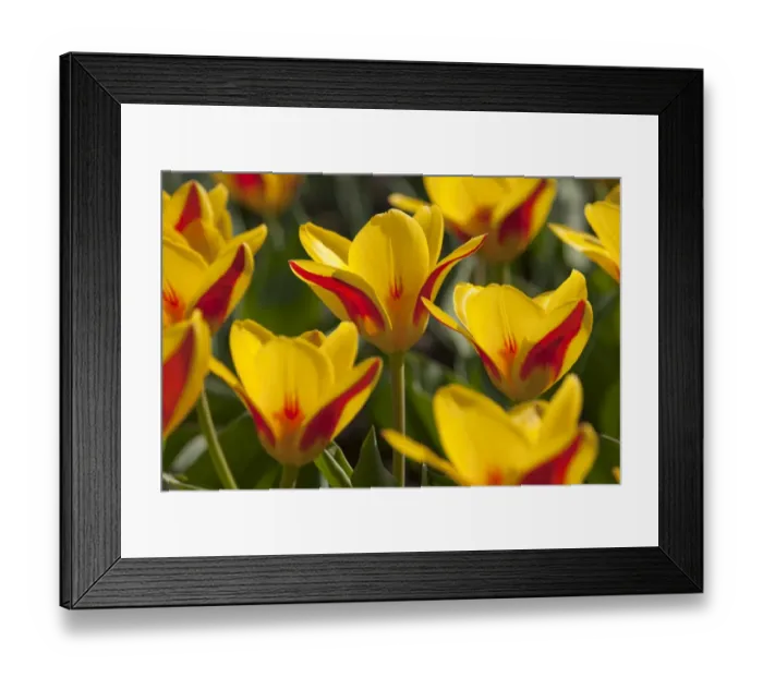 Framed Print : Waterlily Tulips -Tulipa kaufmanniana Goldstueck -, Goldstueck hybrid, Thuringia, Germany Framed Print : Waterlily Tulips -Tulipa kaufmanniana Goldstueck -, Goldstueck hybrid, Thuringia, Germany