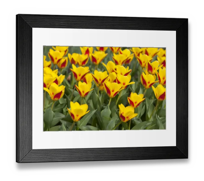 Framed Print : Waterlily Tulips -Tulipa kaufmanniana Goldstueck -, Goldstueck hybrid, Thuringia, Germany Framed Print : Waterlily Tulips -Tulipa kaufmanniana Goldstueck -, Goldstueck hybrid, Thuringia, Germany