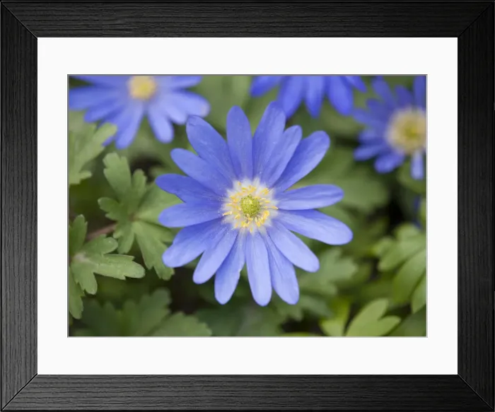 Framed Print : Balkan Anemones -Anemone blanda, Anemone apennina-, flowering, Thuringia, Germany Framed Print : Balkan Anemones -Anemone blanda, Anemone apennina-, flowering, Thuringia, Germany