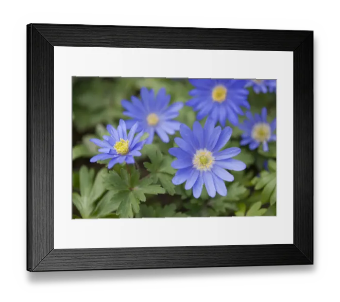 Framed Print : Balkan Anemones -Anemone blanda, Anemone apennina-, flowering, Thuringia, Germany Framed Print : Balkan Anemones -Anemone blanda, Anemone apennina-, flowering, Thuringia, Germany