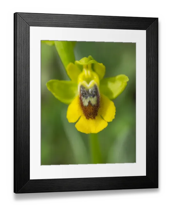 Framed Print : Yellow Ophrys -Ophrys amarilla-, Andalusia, Spain Framed Print : Yellow Ophrys -Ophrys amarilla-, Andalusia, Spain