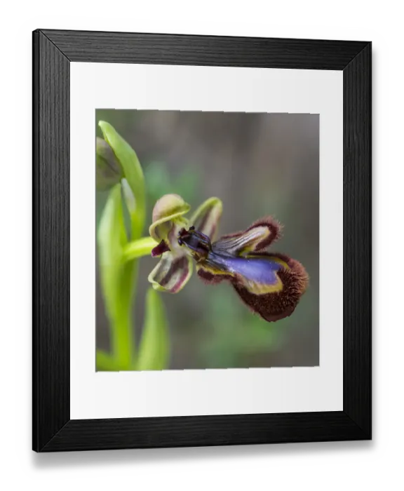 Framed Print : Mirror Orchid -Ophrys speculum-, Andalusia, Spain Framed Print : Mirror Orchid -Ophrys speculum-, Andalusia, Spain