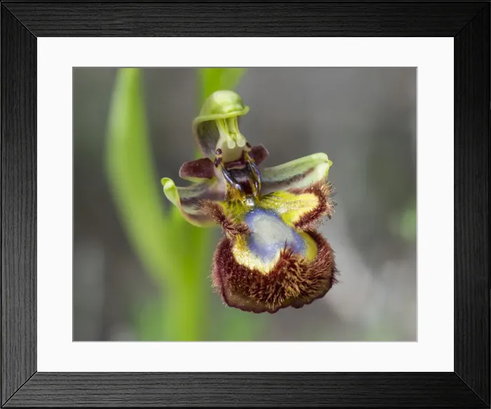 Framed Print : Mirror Orchid -Ophrys speculum-, Andalusia, Spain Framed Print : Mirror Orchid -Ophrys speculum-, Andalusia, Spain