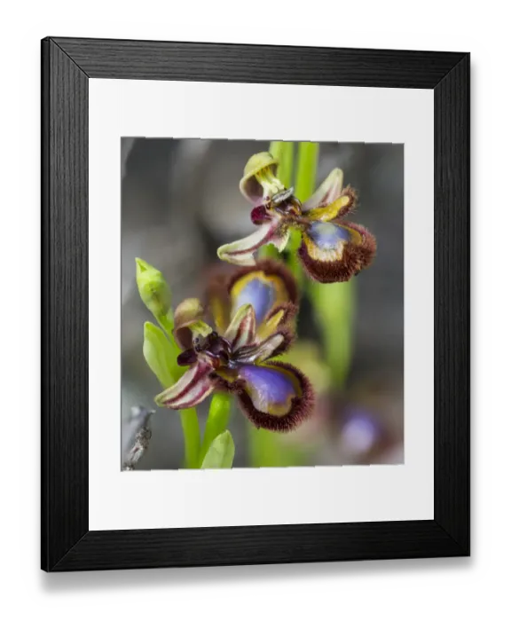 Framed Print : Mirror Orchid -Ophrys speculum-, Andalusia, Spain Framed Print : Mirror Orchid -Ophrys speculum-, Andalusia, Spain