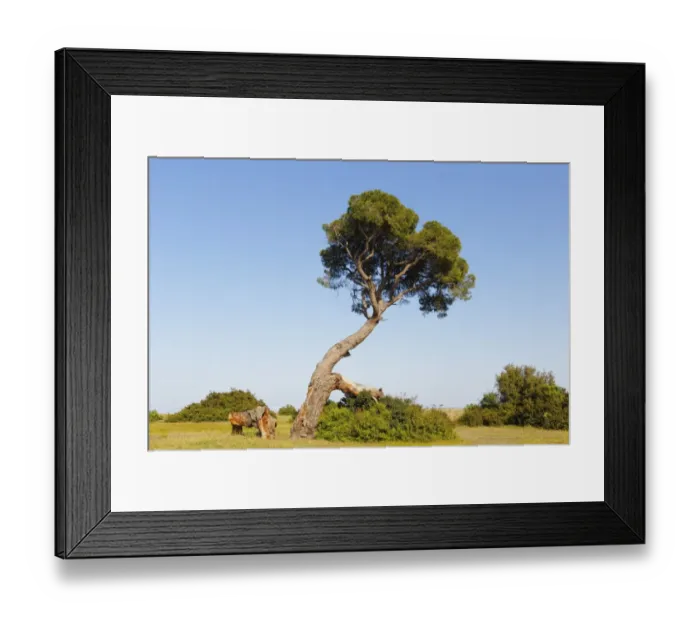 Framed Print : Pine tree on the beach of Olympos, Olimpos Beydaglari National Park, Cirali, Lycia, Province of Antalya, Turkey Framed Print : Pine tree on the beach of Olympos, Olimpos Beydaglari National Park, Cirali, Lycia, Province of Antalya, Turkey