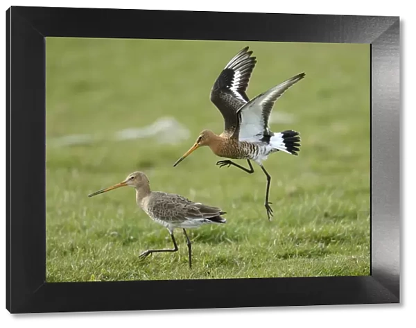 Black-tailed Godwits -Limosa limosa-, displaying, Texel, West Frisian Islands, province of North Holland, The Netherlands
