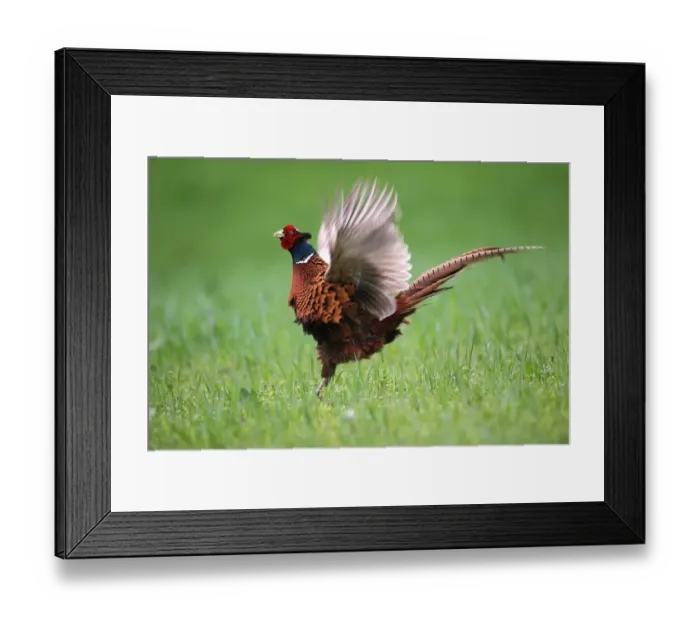 Framed Print : Pheasant -Phasianus colchicus-, courting cock, Lower Austria, Austria Framed Print : Pheasant -Phasianus colchicus-, courting cock, Lower Austria, Austria