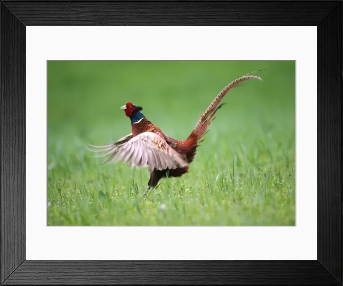 Framed Print : Pheasant -Phasianus colchicus-, cock displaying, Lower Austria, Austria Framed Print : Pheasant -Phasianus colchicus-, cock displaying, Lower Austria, Austria