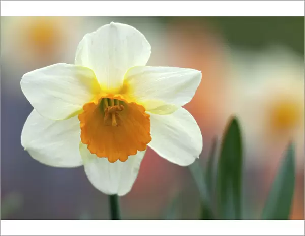 Daffodil, flower