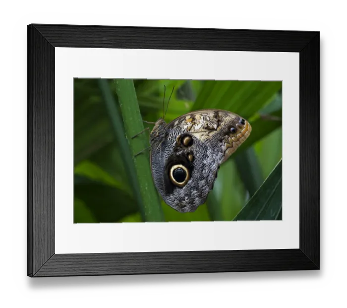 Framed Print : Forest Giant Owl butterfly -Caligo eurilochus-, Mainau, Baden-Wurttemberg, Germany Framed Print : Forest Giant Owl butterfly -Caligo eurilochus-, Mainau, Baden-Wurttemberg, Germany