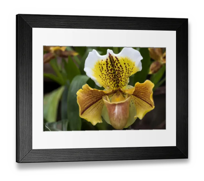 Framed Print : Slipper Orchid -Paphiopedilum-, Mainau, Baden-Wurttemberg, Germany Framed Print : Slipper Orchid -Paphiopedilum-, Mainau, Baden-Wurttemberg, Germany