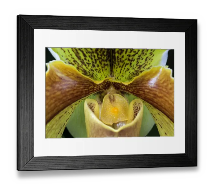 Framed Print : Slipper Orchid -Paphiopedilum-, Mainau, Baden-Wurttemberg, Germany
