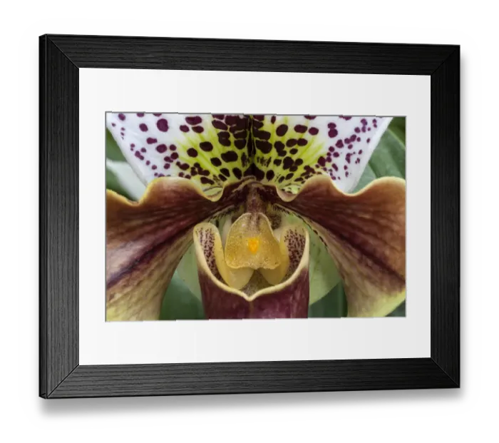 Framed Print : Slipper Orchid -Paphiopedilum-, Mainau, Baden-Wurttemberg, Germany Framed Print : Slipper Orchid -Paphiopedilum-, Mainau, Baden-Wurttemberg, Germany