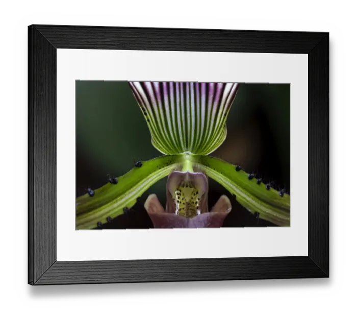 Framed Print : Slipper Orchid -Paphiopedilum barbatum-, Mainau, Baden-Wurttemberg, Germany