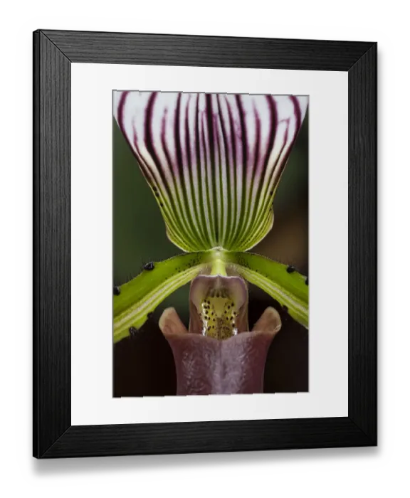 Framed Print : Slipper Orchid -Paphiopedilum barbatum-, Mainau, Baden-Wurttemberg, Germany