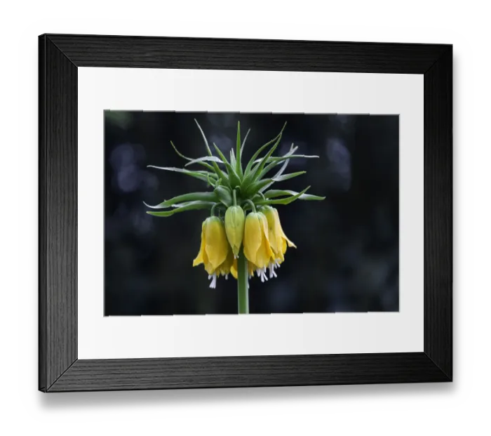 Framed Print : Crown Imperial -Fritillaria imperialis-, yellow flowers, Mainau, Baden-Wurttemberg, Germany Framed Print : Crown Imperial -Fritillaria imperialis-, yellow flowers, Mainau, Baden-Wurttemberg, Germany