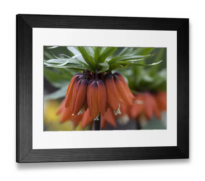 Framed Print : Crown Imperial -Fritillaria imperialis-, red flowers, Mainau, Baden-Wurttemberg, Germany Framed Print : Crown Imperial -Fritillaria imperialis-, red flowers, Mainau, Baden-Wurttemberg, Germany